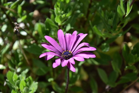 violet flower in gardenの写真素材