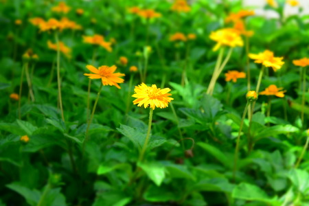 yellow flowers in green plantの写真素材