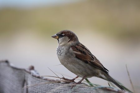 sparrowの写真素材