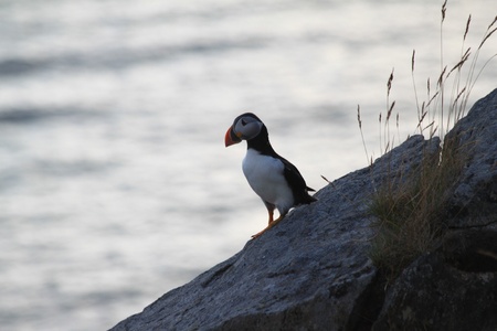 puffinの写真素材