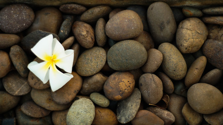 Stone Wall Flowerの写真素材