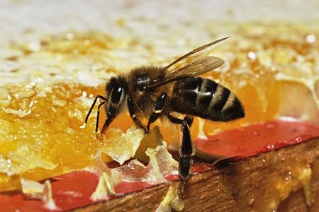 Bee on honey honeycombs