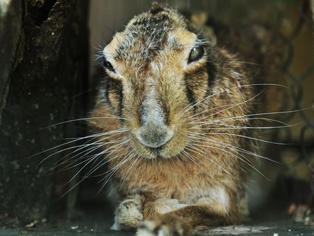 old grey-haired hare