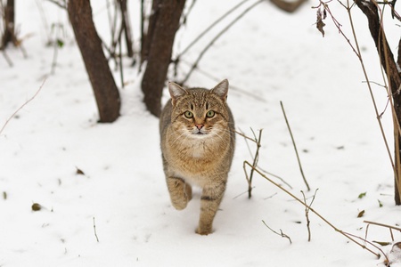 Cat on snow