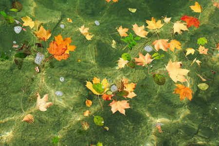 autumn leaves on water surface, backgroundの写真素材