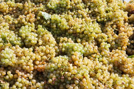 heap of white grapes, background textureの写真素材