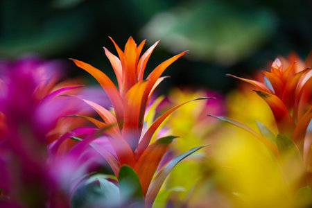 close-up of colorful plants