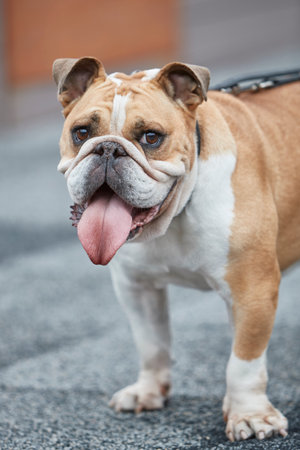 friendly looking British bulldog with its tongue hanging out of the mouth. looking towards cameraの写真素材