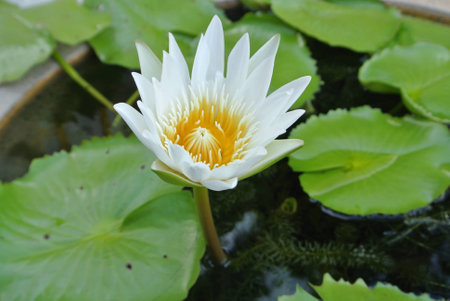 White waterlilyの素材