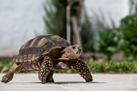 Tortoise exploring a garden with beautiful grass and green plants.の写真素材