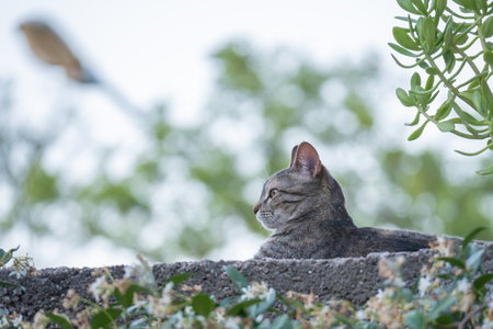 Gray cat looking attentively from the top of a wall.の写真素材