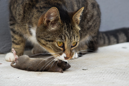 cat hunting a mouseの写真素材
