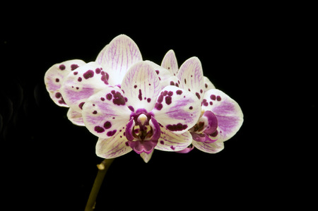 Phalaenopsisの写真素材