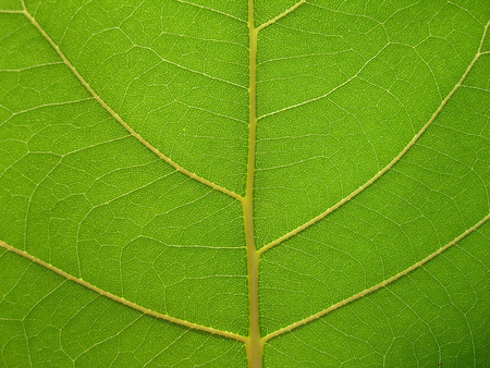 Leaf venation
