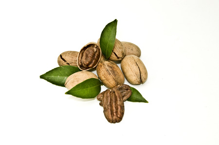 United States Pecan