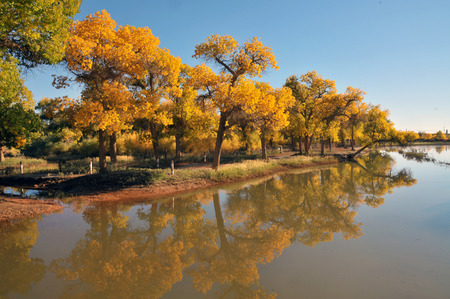 Populus euphratica forestの写真素材