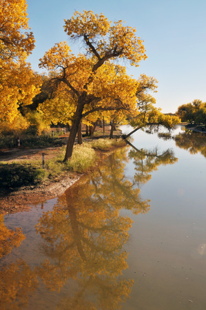 Populus euphratica forestの写真素材