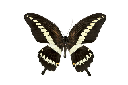 Big beautiful butterfliesの写真素材