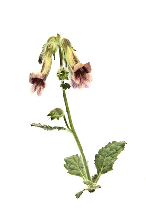 Rehmannia glutinosaの写真素材