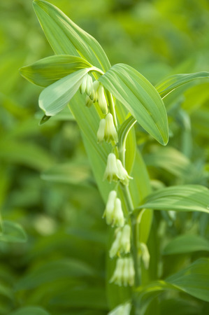 Polygonatum odoratumの写真素材