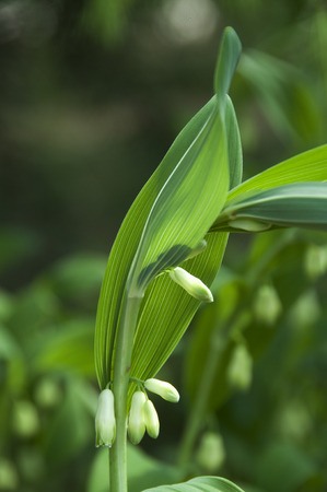 Polygonatum odoratumの写真素材