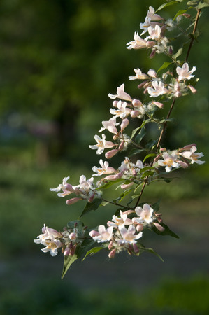 Kolkwitzia amabilis graebnの写真素材