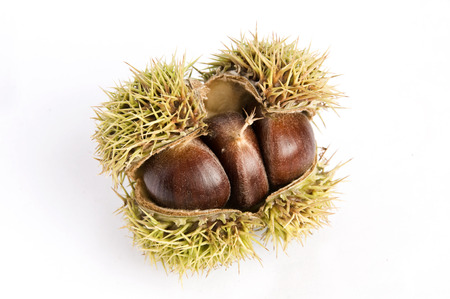 Chinese Chestnutの写真素材