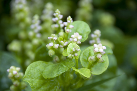 malabar spinach