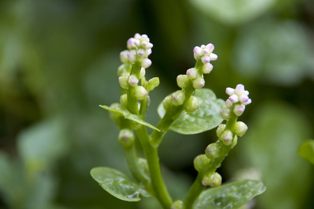 Malabar spinach flowersの写真素材