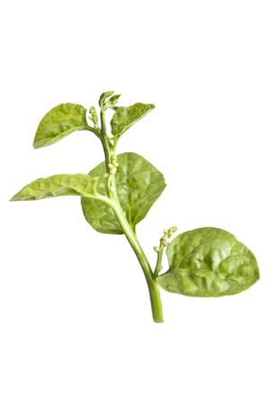 Medicinal plants in Malabar spinachの写真素材