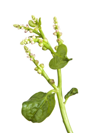 Malabar spinachの写真素材