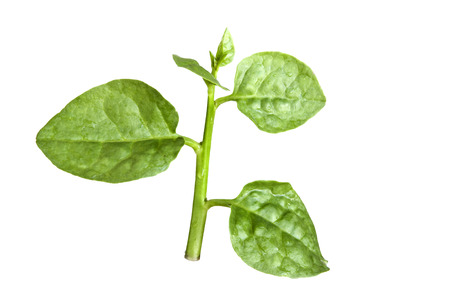 Malabar spinachの写真素材