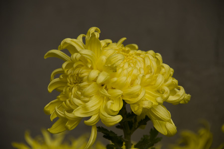 Yellow chrysanthemum plants medicinal plantsの写真素材