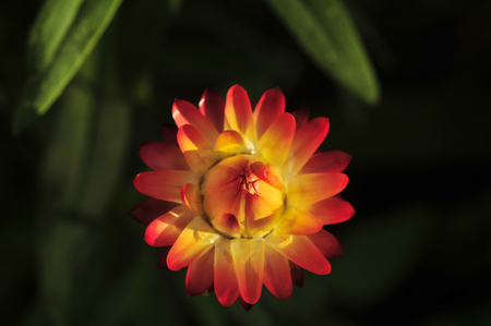 chrysanthemumの写真素材