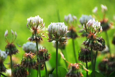 Trifolieaeの写真素材