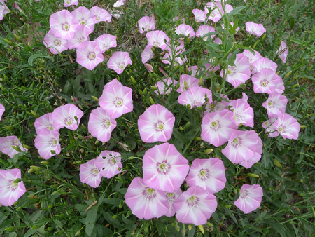 Calystegia medicinal plants