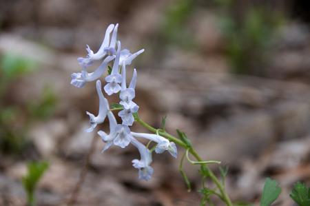 Medicinal plant flower orchid flowerの写真素材