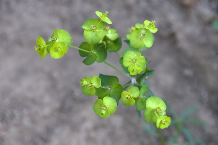Euphorbiaceae medicinal plants