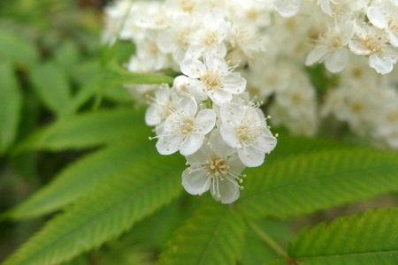 flowers bloomingの写真素材