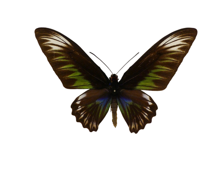 Malaysia's red necked bird swallowtail butterflyの写真素材