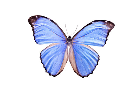 The blue morpho butterflyの写真素材