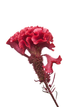 Cockscomb medicinal plantsの写真素材