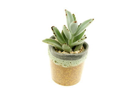 Kalanchoe tomentosa succulents plantの写真素材