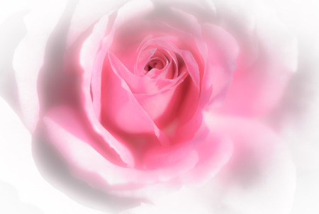 background pink rose macroの写真素材