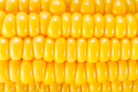 Corn, corn background, macro closeup