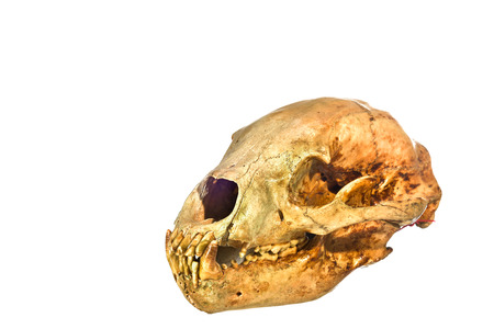 Bear Skull isolated on white backgroundの写真素材