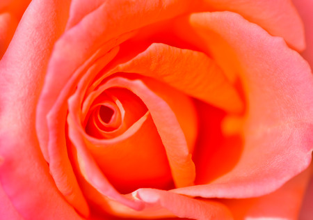 Closeup of pink rose for backgroundの写真素材