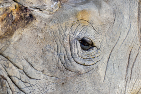 Rhinoceros eye close-upの写真素材