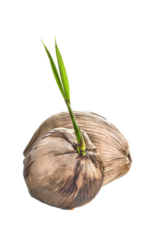 Coconut isolated on white backgroundの写真素材