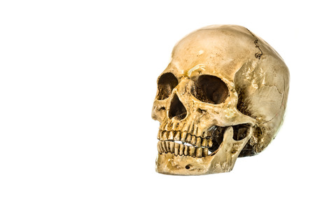Side view of human skull on white background